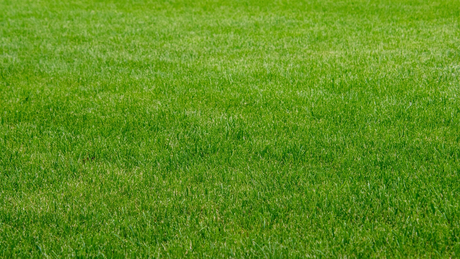 grass